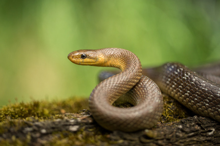 Aesculapian snake Zamenis longissimus in Czech Republicの写真素材