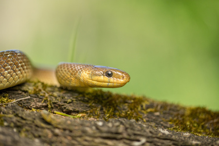 Aesculapian snake Zamenis longissimus in Czech Republicの写真素材