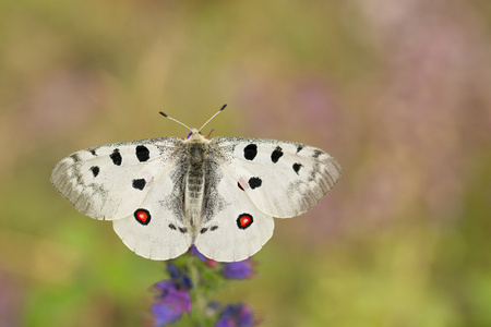 Wildlife macro photo of Apollo Buterflyの写真素材