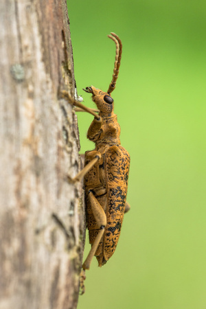 Wildlife macro photo of Blackspotted Pliers Support Beetle Rhagium mordaxの写真素材