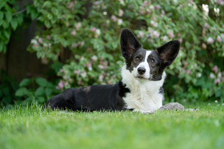 Welsh Corgi Cardigan tricolor with brindle pointsの写真素材