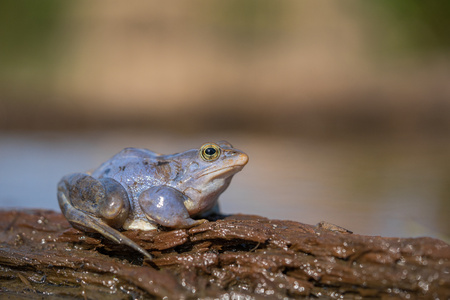The Moor frog Rana arvalis in Czech Republicの写真素材