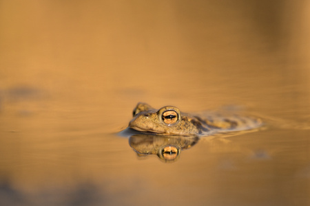 The Common toad Bufo bufo in Czech Republicの写真素材
