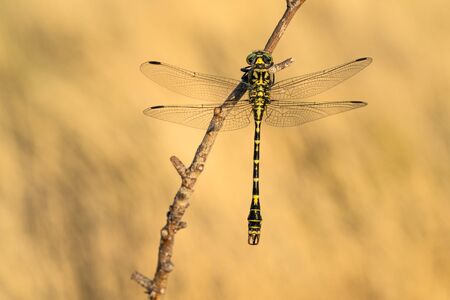 The small pincertail or green-eyed hook-tailed dragonfly Onychogomphus forcipatus in Czech Republicの写真素材