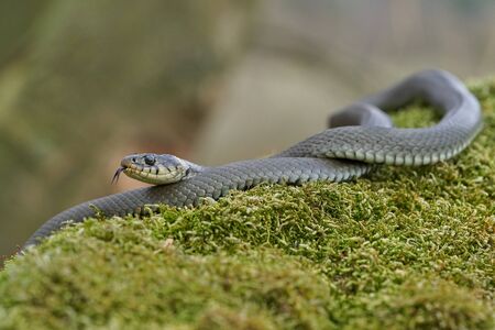 Wildlife photo of grass snake in Czech Republic