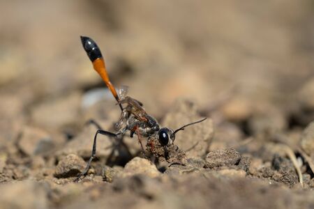 The wasp Ammophila sabulosa in Czech Republicの写真素材