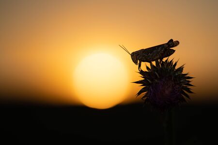 The Italian locust Calliptamus italicus in Czech Republic at sunsetの写真素材