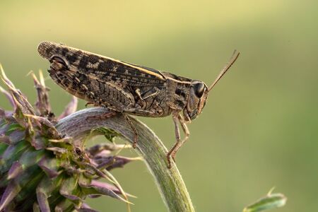 The Italian locust Calliptamus italicus in Czech Republicの写真素材