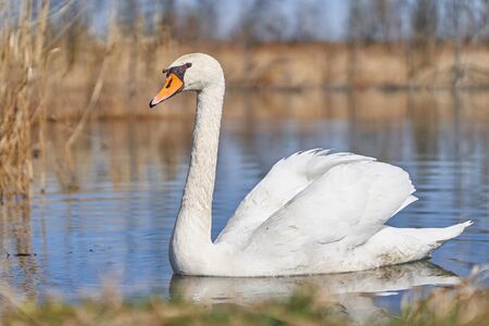 Widlife photo of the white mute swan Cygnus olorの写真素材