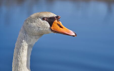 Widlife photo of the white mute swan Cygnus olorの写真素材