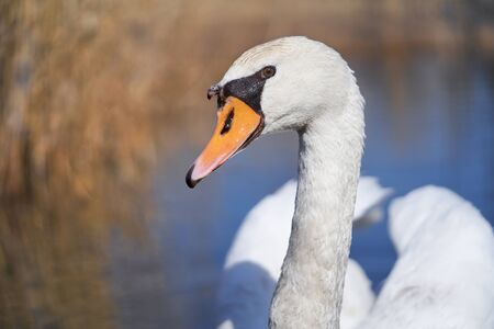 Widlife photo of the white mute swan Cygnus olorの写真素材