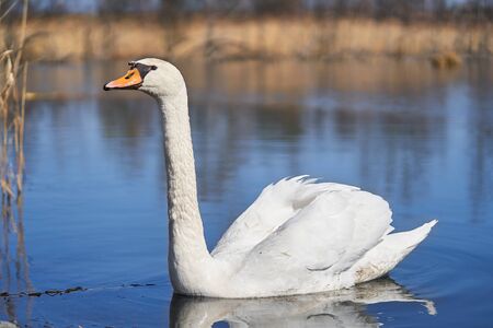 Widlife photo of the white mute swan Cygnus olorの写真素材