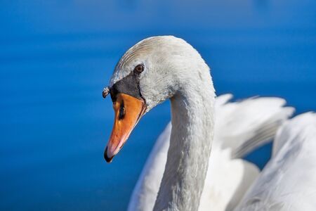 Widlife photo of the white mute swan Cygnus olorの写真素材