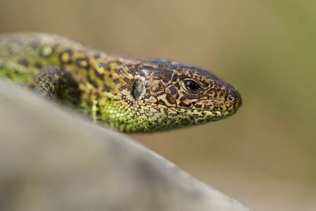 Wildlife photo of the sand lizard Lacerta agilisの写真素材