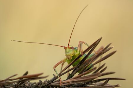 Macro photo of tailed bush cricket Barbitistes constrictusの写真素材