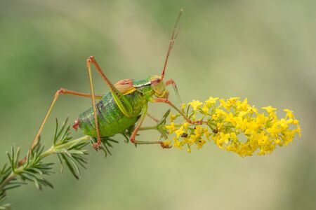 Macro photo of tailed bush cricket Barbitistes constrictusの写真素材