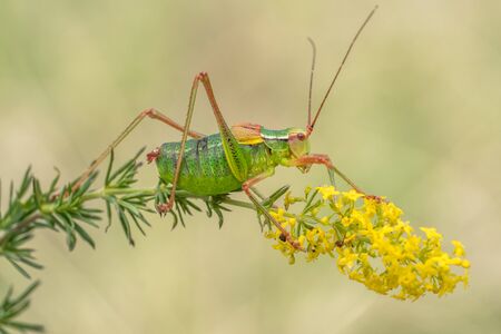 Macro photo of tailed bush cricket Barbitistes constrictusの写真素材