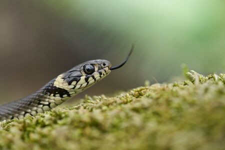 Wildlife photo of grass snake in Czech Republicの写真素材