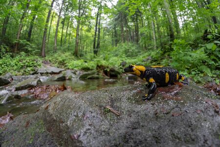 The fire salamander Salamandra salamandra in Czech Republicの写真素材