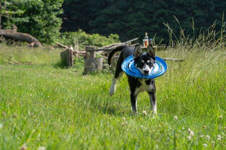Mixed-breed juvenile dog of Siberian Husky on meadow, playing, running.の写真素材