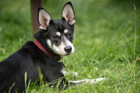 Mixed-breed juvenile dog of Siberian Husky on meadow, playing, running.の写真素材
