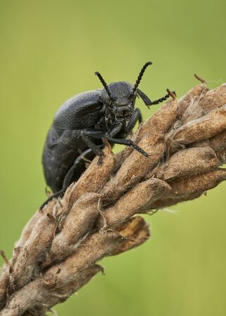 Female of an oil beetle Meloe scabriusculus, a rare and endangered insect species in Czech Republicの写真素材