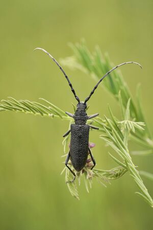 The capricorn beetle Cerambyx scopolii in Czech Republicの写真素材