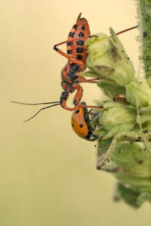 Assassin bug Rhynocoris iracundus in Czech Republic
