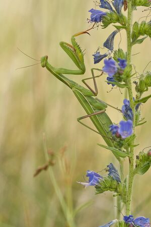 Praying mantis Mantis religiosa in Czech Republicの写真素材