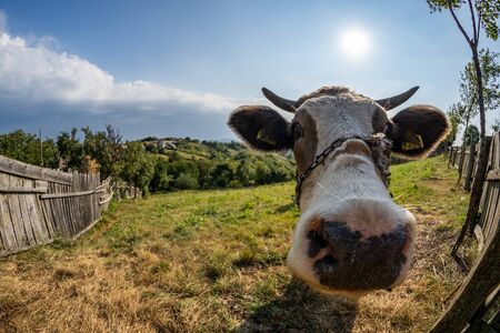 Portrait of cow in pasture near the town in Romanian Banatの写真素材