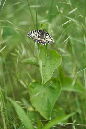 The Southern Festoon Zerynthia polyxena in Czech Republicの写真素材
