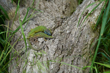 Couple of The European Green lizard Lacerta viridis in Czech Republicの写真素材