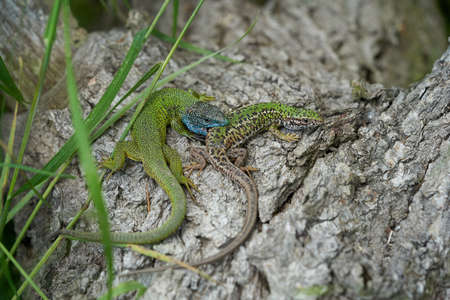 Couple of The European Green lizard Lacerta viridis in Czech Republicの写真素材