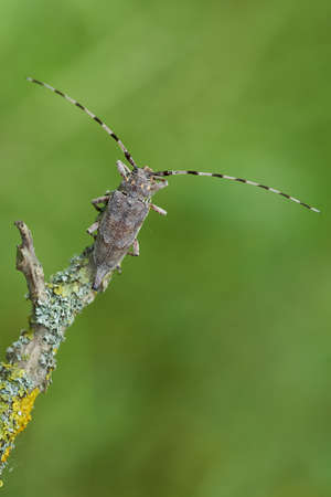Female The timberman beetle Acanthocinus aedilis in Czech Republicの写真素材