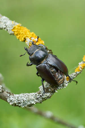 The stag beetle Lucanus cervus in Czech Republicの写真素材