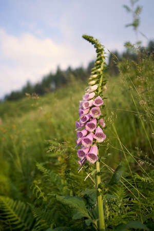 The Common foxglove Digitalis purpurea in Czech Republicの写真素材