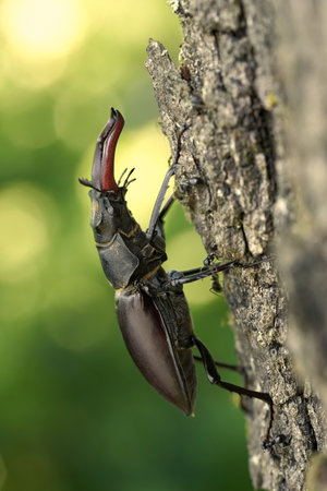 The stag beetle Lucanus cervus in Czech Republicの写真素材