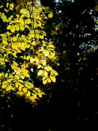 Beautifully lit leaves of the tree in the autumn afternoonの写真素材