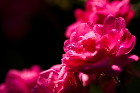 Beautiful spring flowers in drops of morning dewの写真素材