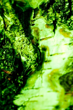 Green abstract structure made ??from the bark of an old treeの写真素材