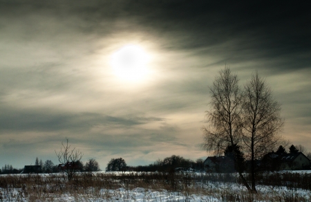 Lonely old tree in a snowy winter eveningの写真素材