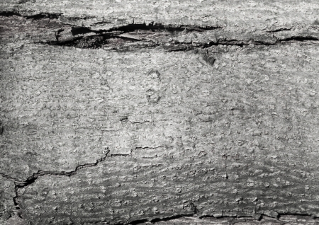 Texture of the gray old treeの写真素材