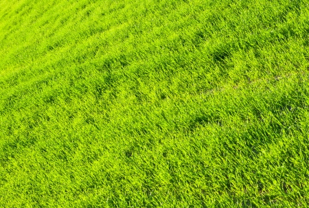 Texture of green fresh grassの写真素材