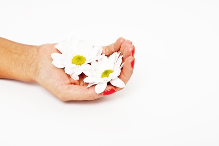 Beautiful hands holding a camomile on a white backgroundの写真素材