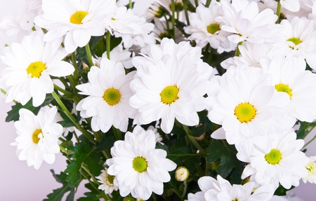 Bouquet of chamomile flowersの写真素材