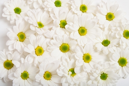 Chamomile flowers as backgroundの写真素材