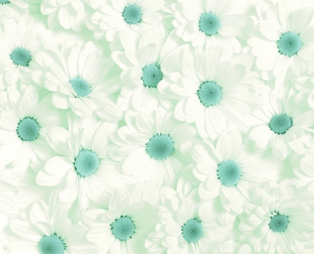 Chamomile flowers in pastel colorsの写真素材