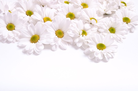 Chamomile flowers stacked from the top on a white backgroundの写真素材