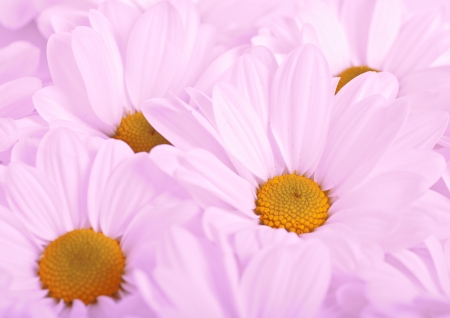 Purple flowers in close up as backgroundの写真素材