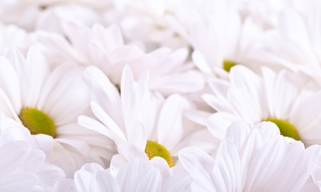 Beautiful chamomile flowers in close-up as backgroundの写真素材